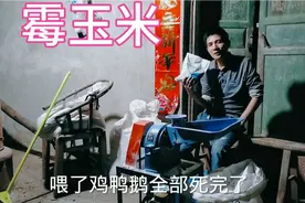 去年养的鸡鸭鹅喂了发霉的玉米都中毒死了，今年喂牛羊加点脱霉剂视频封面