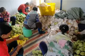 南宁释迦果上市了，不愧为“世界十大稀有水果之一”，供不应求