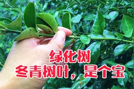 马路边绿化树“冬青树叶“捣碎，竟然也是中药材，到底有啥妙用