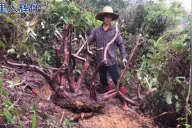 分享百斤级别桃金娘，精品盆景素材视频封面