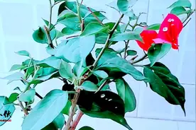 三角梅花谢后，想要快速二次开花，老花农有妙招，只需做到三点视频封面