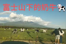 在日本朝雾高原近观富士山，蓝天、白云、青草，还有奶牛，画面？视频封面
