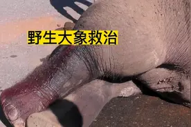 野生大象救治，先麻醉，然后清洗伤口，打消炎药，最后送救护站视频封面