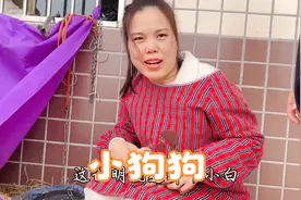 回家第二天泰迪产下三只仔，二妹煮鸭肝给它补身体，小狗太可爱了视频封面