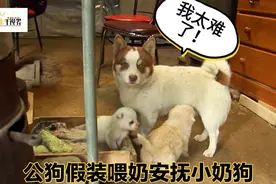 公狗带了两只奶狗回家？还亲自喂奶，狗妈每天都会抽空看望小狗。