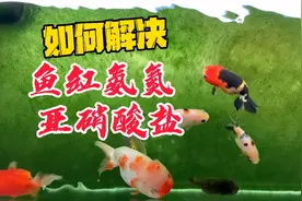 如何解决鱼缸氨氮、亚硝酸盐过高问题，做到一个原则三个点就够了视频封面