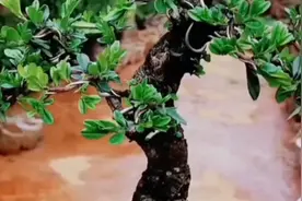 盆景如何养根增粗枝条视频封面