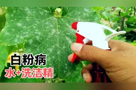 黄瓜叶片有白粉病怎么办？不用打药，用洗洁精兑水喷一喷叶片嫩绿视频封面