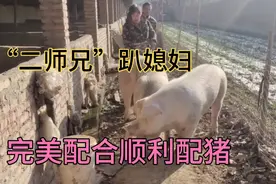 猪公配猪对母猪的体型也是有要求的，这次“二婚”母猪完美配合视频封面