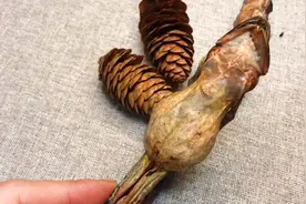 雪哈膏（林蛙油）吃了真的有好处吗？视频封面