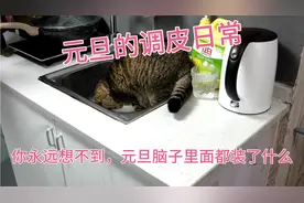 一只小猫咪脑袋里面每天都在想什么呢？