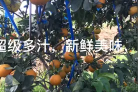 硕果累累，新品种黑美人桔子、水果木瓜，尝鲜一口爆汁，太满足了视频封面