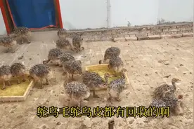 养一只鸵鸟利润有4000多元，20只八万，为什么养的人少？视频封面