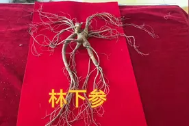老刘告诉广州市粉丝，21年林下参年龄鉴别方法，你记住了吗