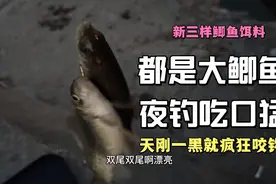新三样鲫鱼饵料，都是大鲫鱼，夜钓吃口猛，天刚一黑就疯狂咬钩视频封面