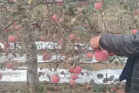 单株产量400-600斤左右的烟富三号苹果视频封面