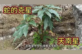天南星不但长得像五步蛇，它还是五步蛇的克星