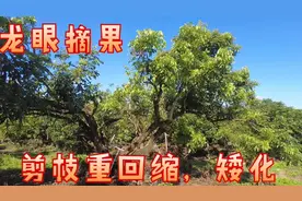 龙眼树失管丢慌的，树枝干枯叶少的，尽快修剪枝条，重回缩矮化视频封面
