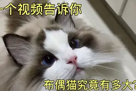 一个视频告诉你，布偶猫究竟有多大！