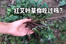 红艾叶草对女孩子居然那么多好处，你吃过吗？视频封面