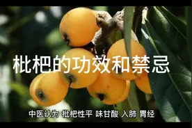 枇杷果的功效和禁忌，必须知道的知识视频封面