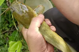 小伙钓了一条差不多手臂粗的塘角鱼，拉力耿耿，还以为是埃及。视频封面