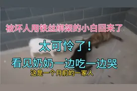 消失20天的流浪猫小白回来了！饿得狼吐虎咽一边吃一边哭！可怜！视频封面