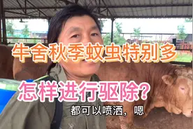 牛舍秋季蚊虫特别多，怎样进行驱除？