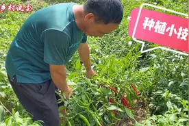农村大叔种植辣椒有小窍门，辣椒不烂而且产量高！多得吃不完！视频封面