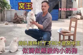 白狗亦称五赤，似狮似能般的小奶狗，排队接种打了不叫才是窝中王