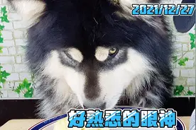 熟悉的眼神，熟悉的大壮！铲屎官从容了视频封面