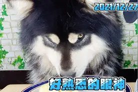 熟悉的眼神，熟悉的大壮！铲屎官从容了视频封面