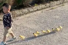 东北2岁小萌娃“遛鸭”走出大哥风范，萌翻众多网友视频封面