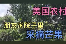 2021年5月25日，在美国农村，来朋友家的院子里采摘芒果视频封面