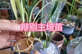 这棵兰草送春艺草是组培苗吗，从这两点来判断，一般十拿九稳视频封面