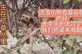 山东济宁，流浪狗大冬天的在草丛中产仔，太冷了，我们抓紧来救助视频封面