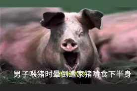 男子喂猪时晕倒遭家猪啃食下半身外生殖器被啃食全无视频封面