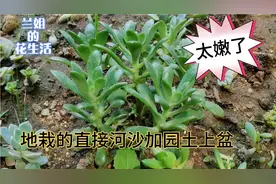 农家院养多肉把成本降到最低，塑料盆、园土加河沙上盆做个实验视频封面