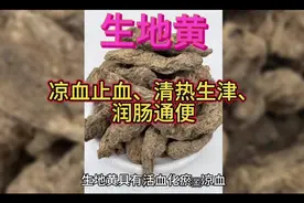 生地黄 也是常见的一种中药，今天带大家认识一下它的药用价值
