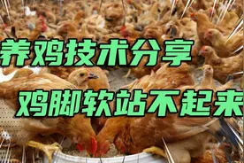 不管养什么鸡，脚软瘫痪无法站立，教你一招轻松解决！视频封面
