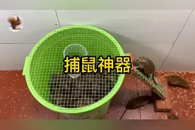 简单工具制作捕鼠神器太有效果了，家里老鼠一次性捕光。视频封面
