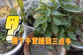 解锁宝妈下午日常，睡个午觉睡到3点多遭吐槽，宝妈真的懒吗？视频封面
