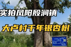 安徽凤阳青山大卢村，有棵千年银杏树，还流传着托梦救武帝的故事视频封面