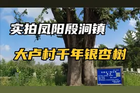 安徽凤阳青山大卢村，有棵千年银杏树，还流传着托梦救武帝的故事视频封面