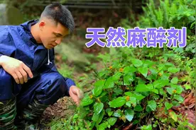 金纽扣:天然麻醉剂又叫牙痛草，作用厉害了，你见过吗视频封面