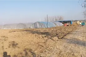 驾车几十公里，就为了去农村养殖基地，买蝗虫视频封面