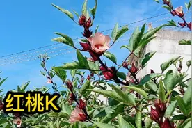 生血之花红桃K，泡上一坛酒喝了可以补气活血美容养颜降血压。视频封面