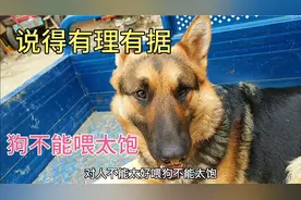 狗不能喂得太饱 狗为什么不能吃太饱？请您记住我说的话 大实话视频封面