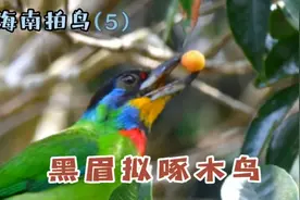 我国只有两类啄木鸟，黑眉拟啄木鸟是绿啄木鸟中的一种。请欣赏！视频封面