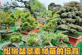松树盆景培育素材苗，地栽养还是盆里养区别很大各有各的优缺点。视频封面